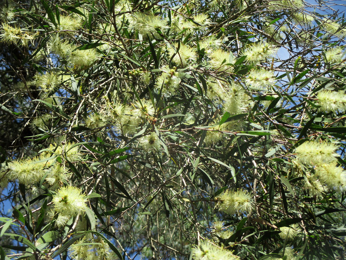 Изображение особи Callistemon salignus.