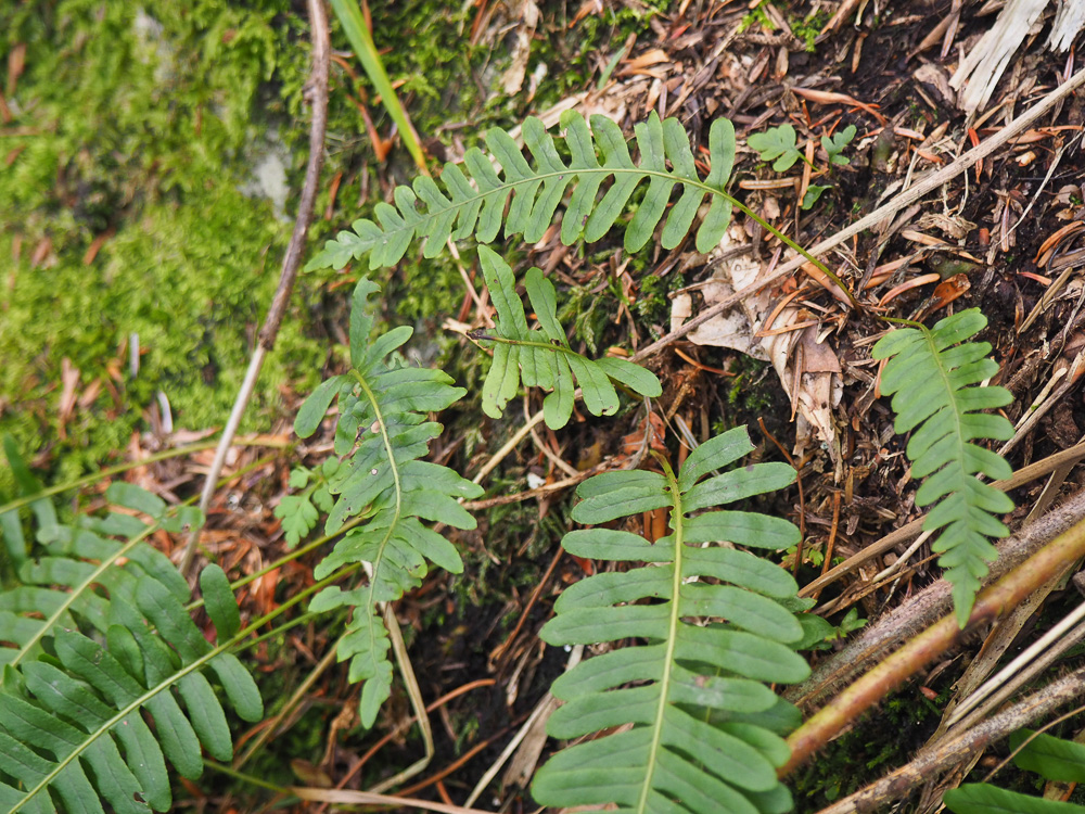 Изображение особи род Polypodium.