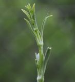 Silene gigantea ssp. rhodopea