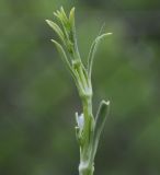 Silene subspecies rhodopea