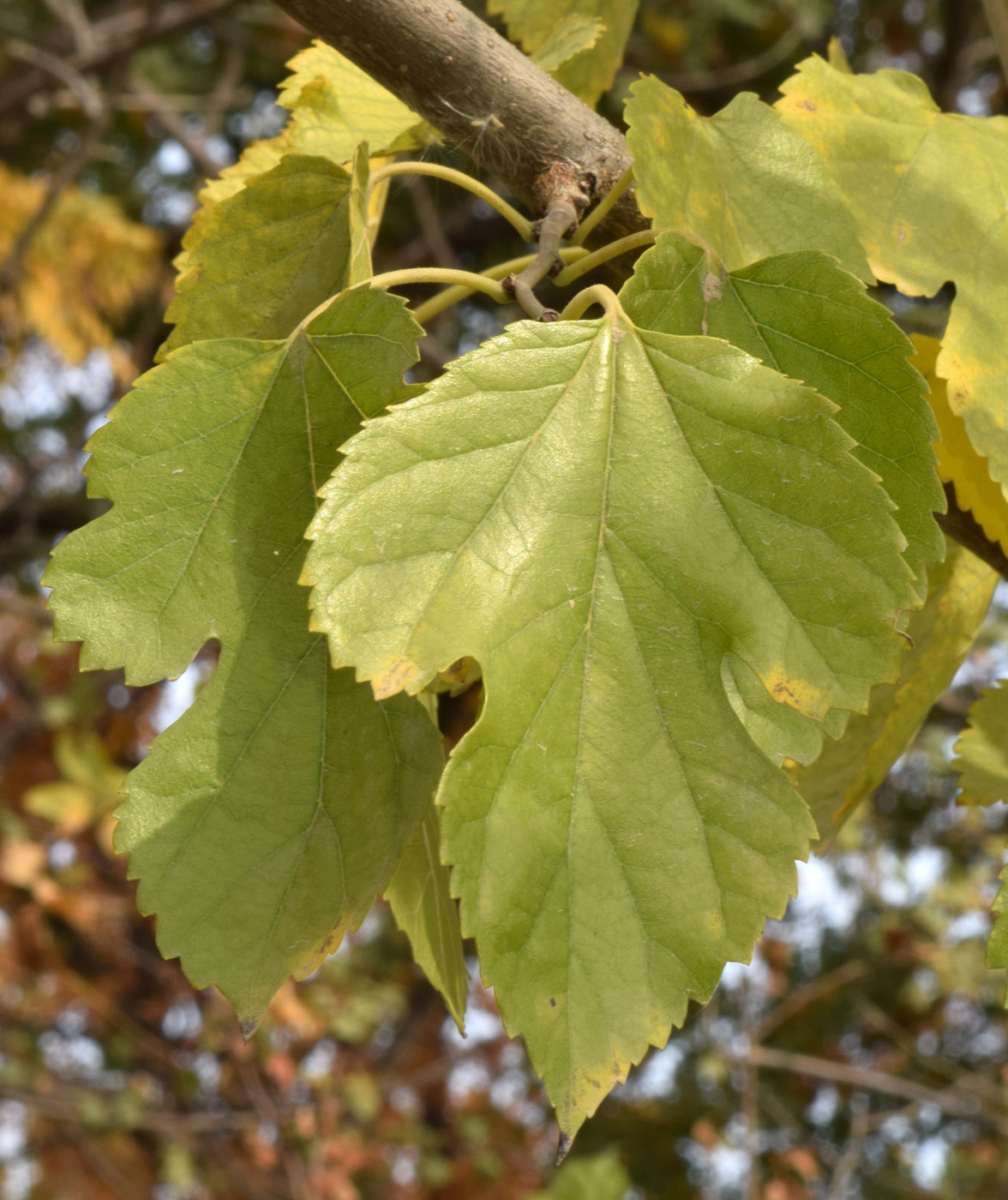 Изображение особи Morus alba.