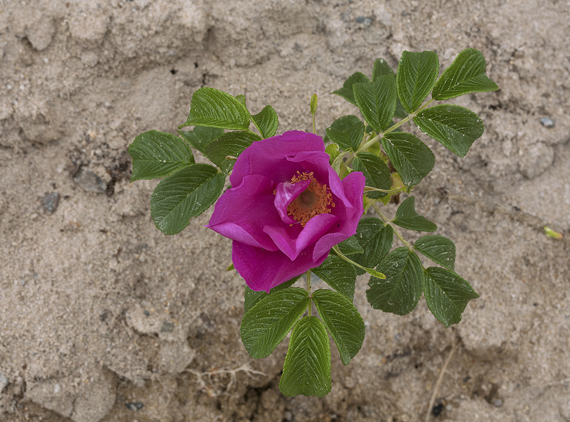 Изображение особи Rosa rugosa.