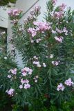 Nerium oleander. Цветущее растение. Греция, о. Родос, в культуре. Июль 2017 г.