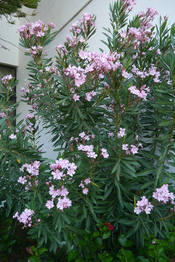 Image of Nerium oleander specimen.