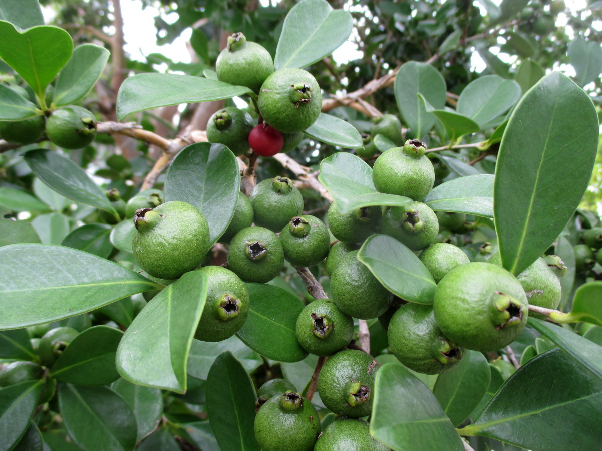 Image of Psidium cattleianum specimen.