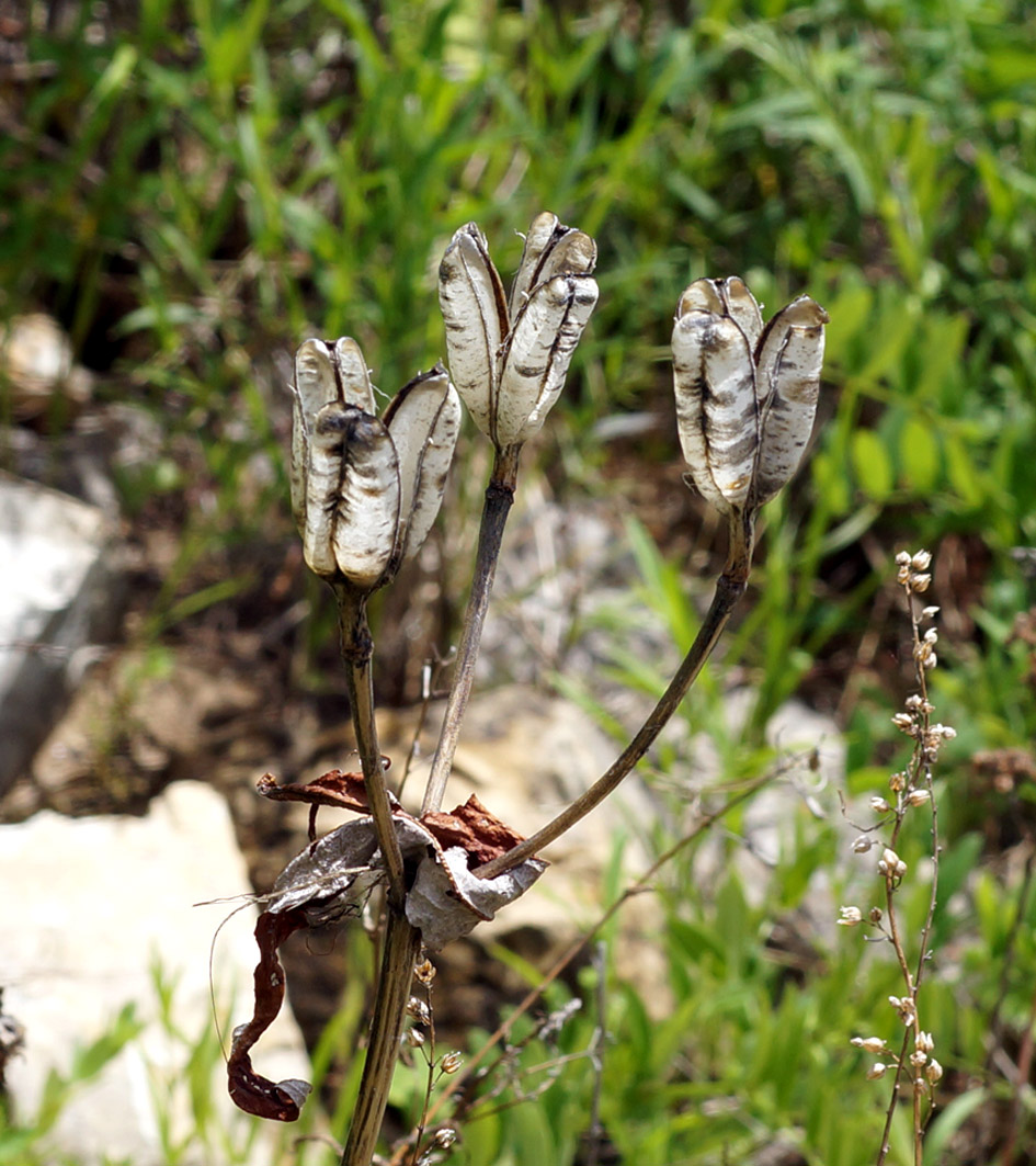 Image of Lilium pensylvanicum specimen.