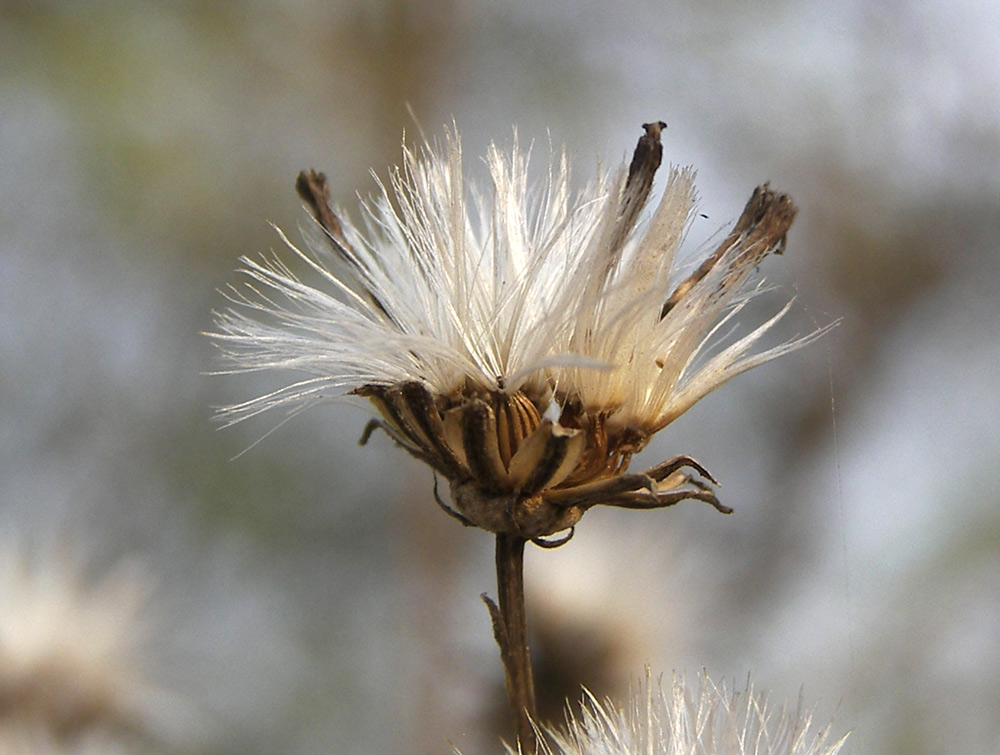 Image of Senecio macrophyllus specimen.