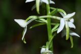 Platanthera × mixta. Часть соцветия. Приморский край, Ольгинский р-н, окр. пгт Ольга, устье р. Аввакумовка на левом берегу, белоберёзово-дубовый лес на приморской песчаной террасе. 05.07.2017.