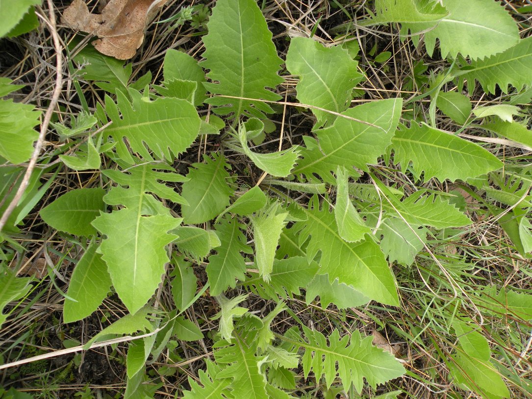 Image of Klasea lycopifolia specimen.