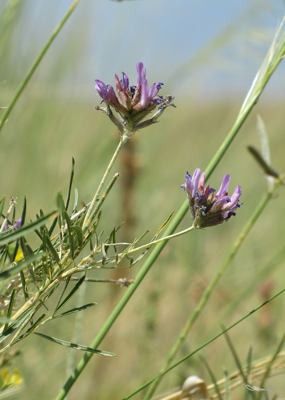 Image of Astragalus arbuscula specimen.