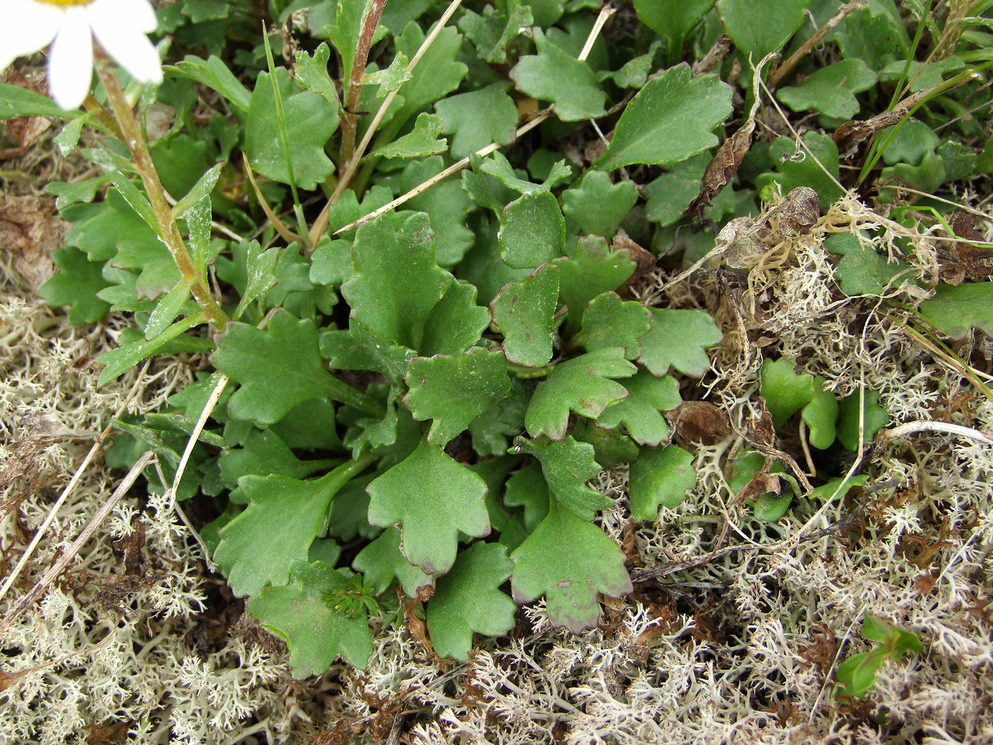 Image of Arctanthemum arcticum specimen.