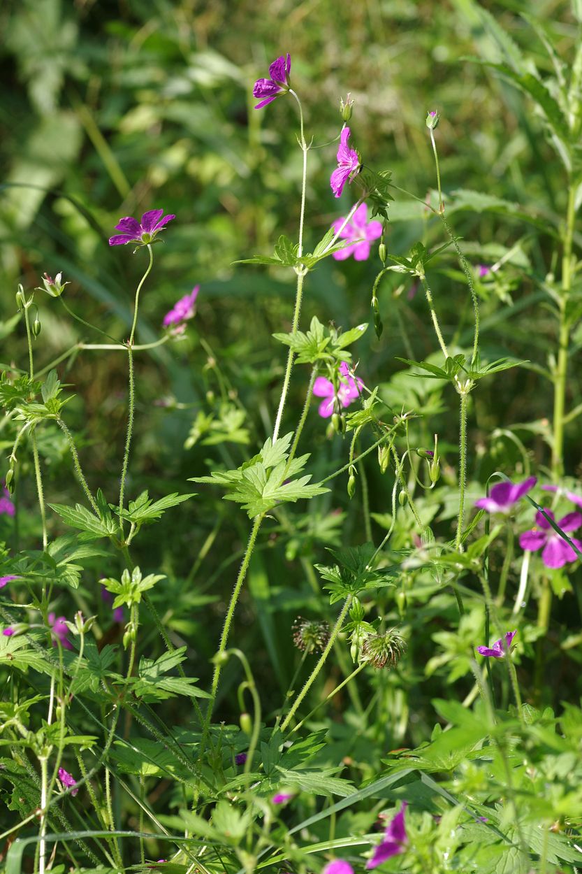 Image of Geranium palustre specimen.