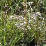 Gypsophila altissima. Верхушка цветущего растения. Пермский край, Кунгурский р-н, окр. с. Филипповка, северная часть Кунгурской лесостепи, гора Ледяная, южный склон. 16.07.2017.