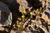 Senecio krascheninnikovii