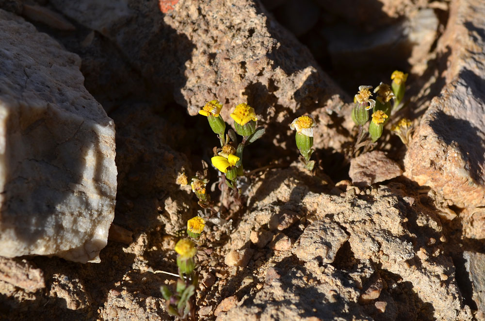 Image of Senecio krascheninnikovii specimen.