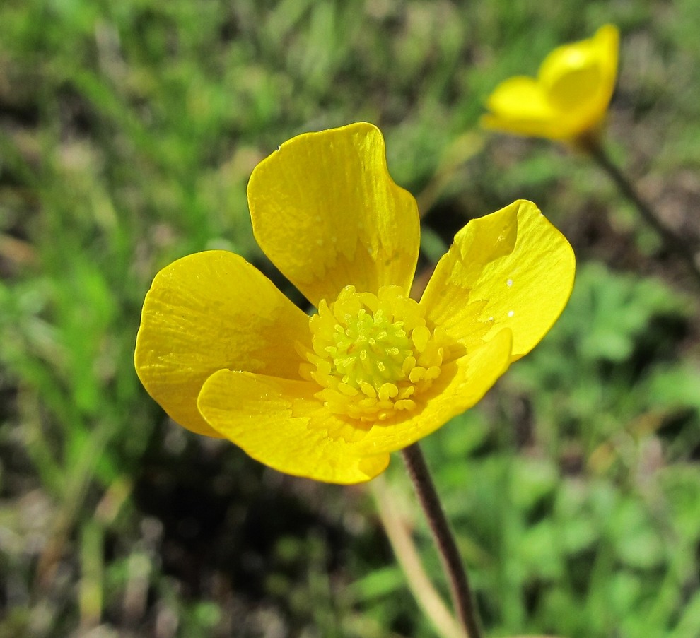 Image of Ranunculus balkharicus specimen.