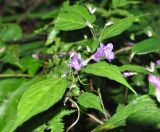 Strobilanthes