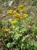 Senecio othonnae