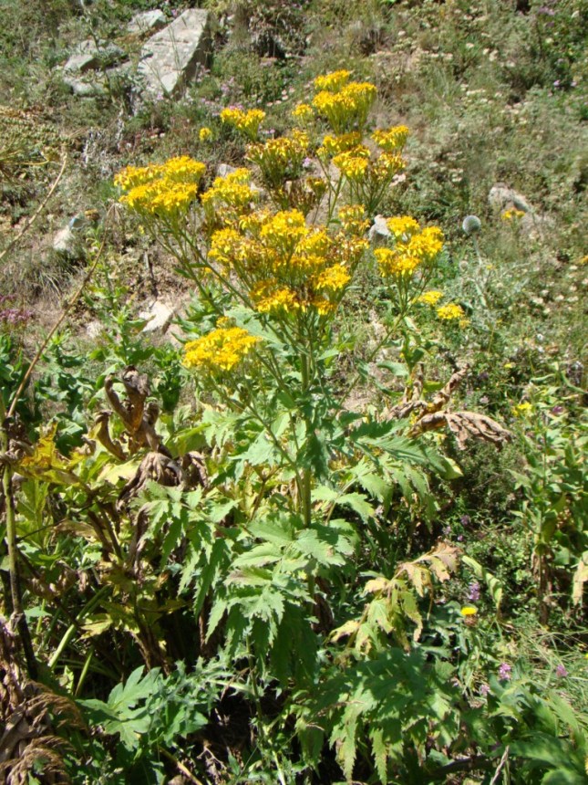 Изображение особи Senecio othonnae.