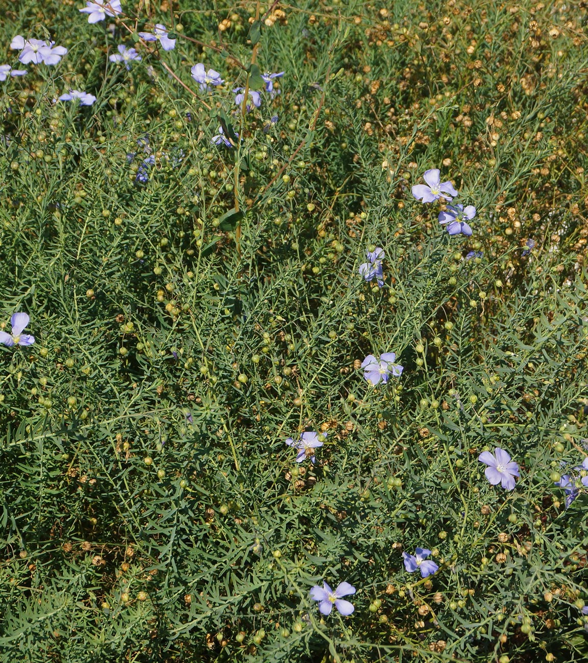 Image of Linum perenne specimen.