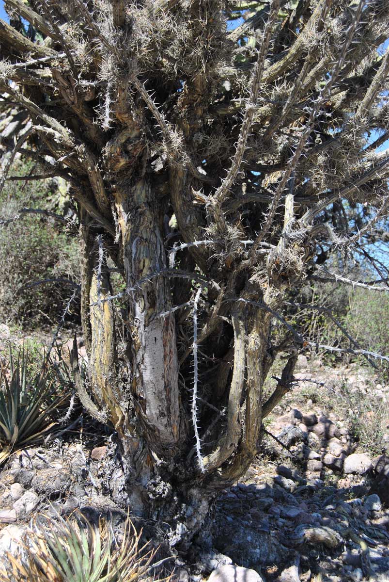 Image of Fouquieria splendens specimen.