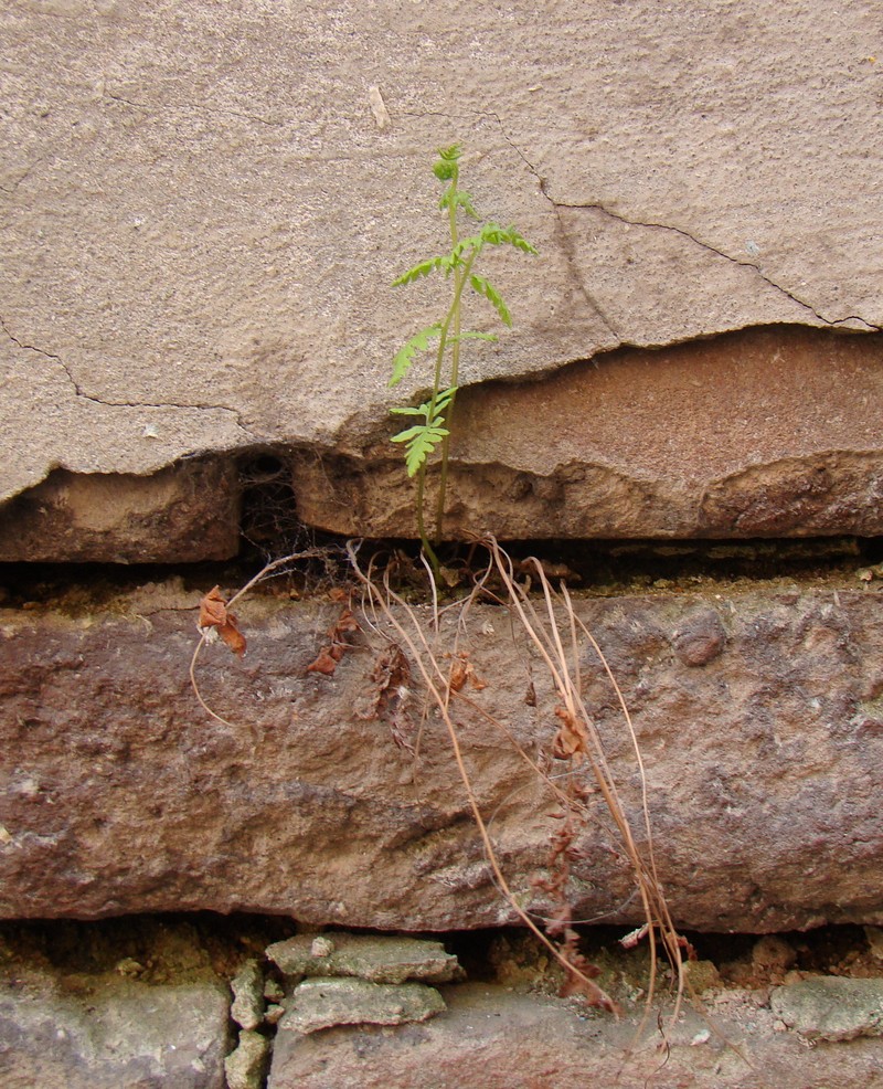 Изображение особи род Dryopteris.