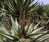 Aloe ferox