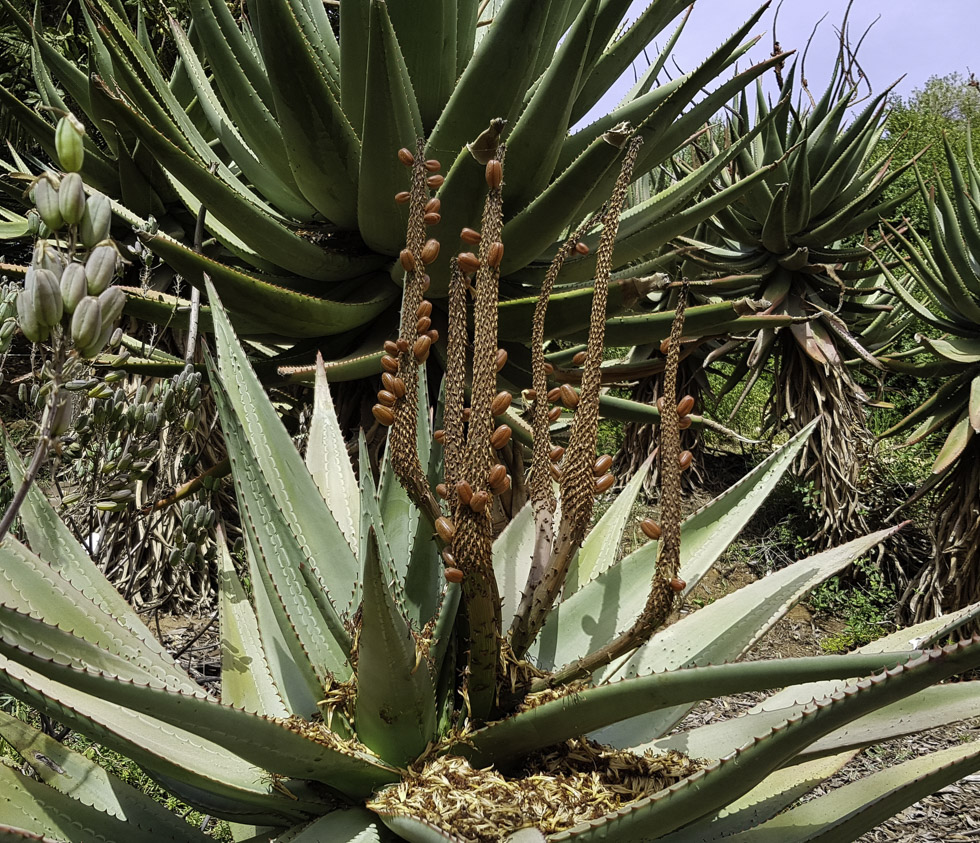 Image of Aloe ferox specimen.