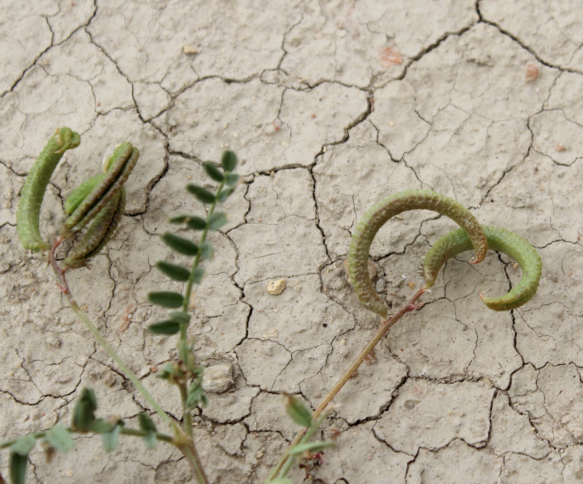 Image of Astragalus corrugatus specimen.