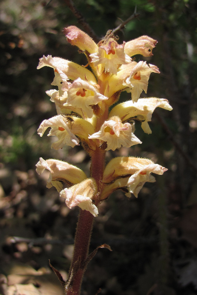 Image of Orobanche lutea var. buekiana specimen.