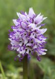 Orchis simia. Соцветие. Испания, Каталония, пров. Жирона, комарка Сельва, муниципалитет Сускеда, окр. деревни Сант-Марти-Сакальм, 835 м н.у.м., участок луга не занятый под выгон. 08.05.2018.