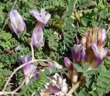 Astragalus buschiorum. Соцветия и листья. Северная Осетия, Алагирское ущелье, окр. пос. Ниж. Унал, 950 м н.у.м. 07.05.2010.