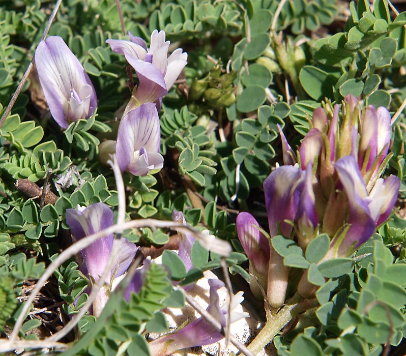 Изображение особи Astragalus buschiorum.