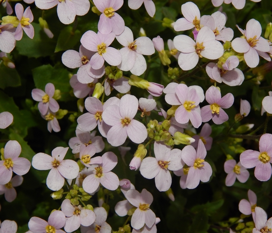 Изображение особи Arabis caucasica.