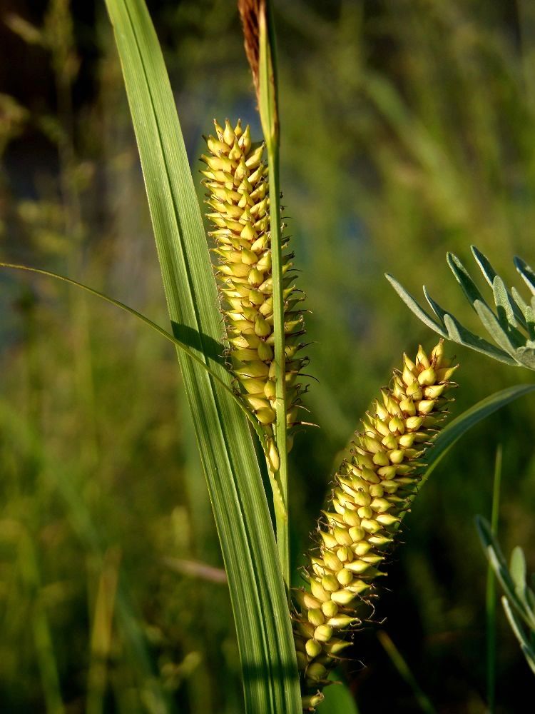 Изображение особи Carex riparia.