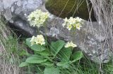 Primula cordifolia