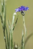 Centaurea cyanus. Верхушка цветущего растения. Ростовская обл., Каменский р-н, окр. хут. Масаловка, рудеральное местообитание. 27.05.2018.