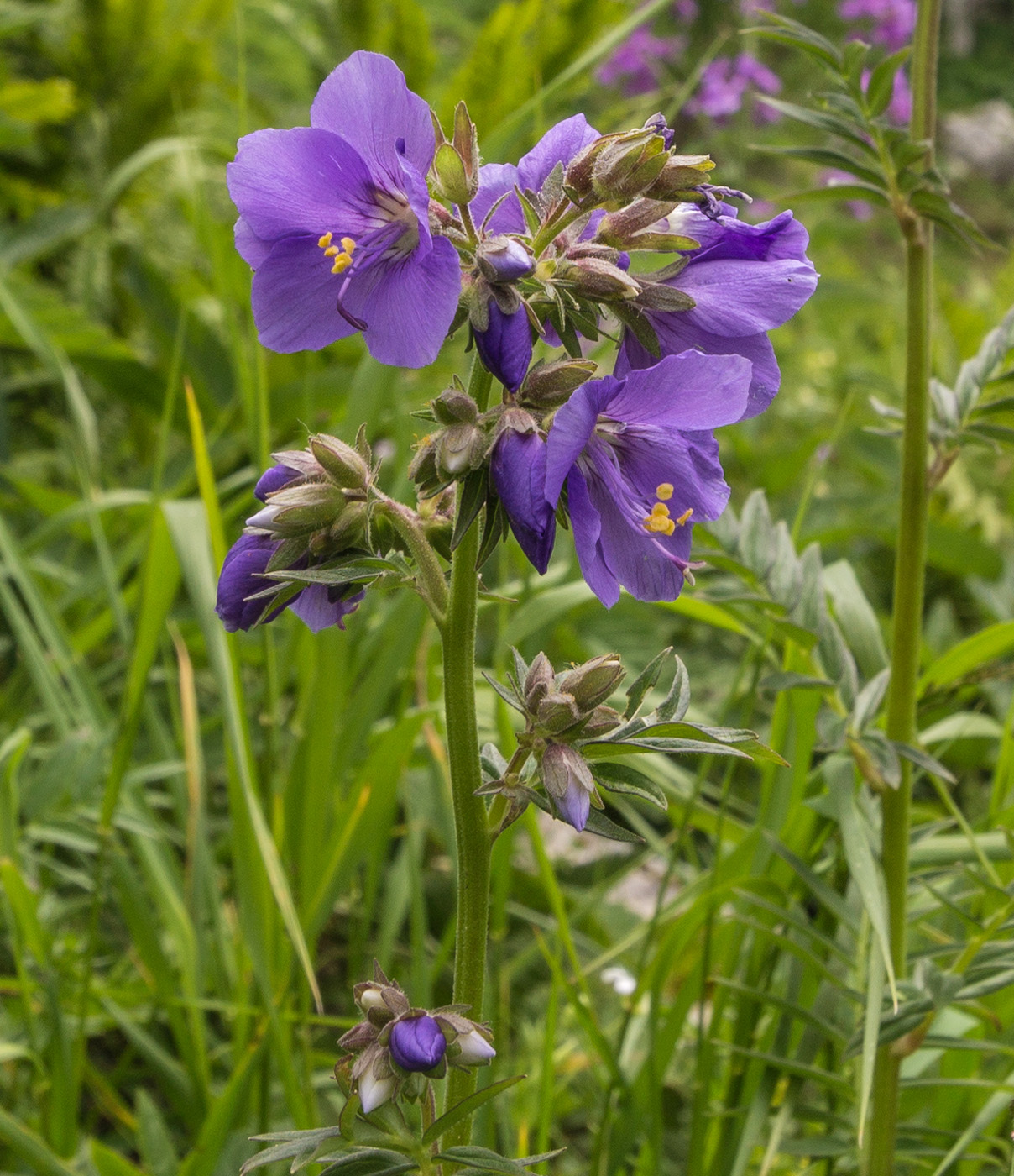 Изображение особи Polemonium caucasicum.