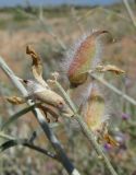 Astragalus hyrcanus. Соплодие. Дагестан, Дербентский р-н, побережье Каспийского моря в 4 км к северо-востоку от пгт Мамедкала, дюны. 14 июня 2018 г.