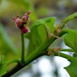 Quercus robur