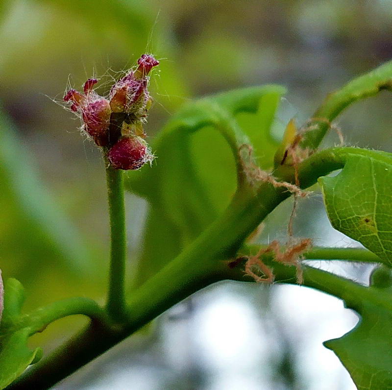 Изображение особи Quercus robur.