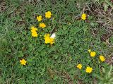 Potentilla crantzii. Цветущие растения на альпийском лугу. Северная Осетия, Алагирское ущелье, Нарская котловина, окр. пос. Нар, склоны Бокового хребта, 1730 м н.у.м. 07.05.2010.