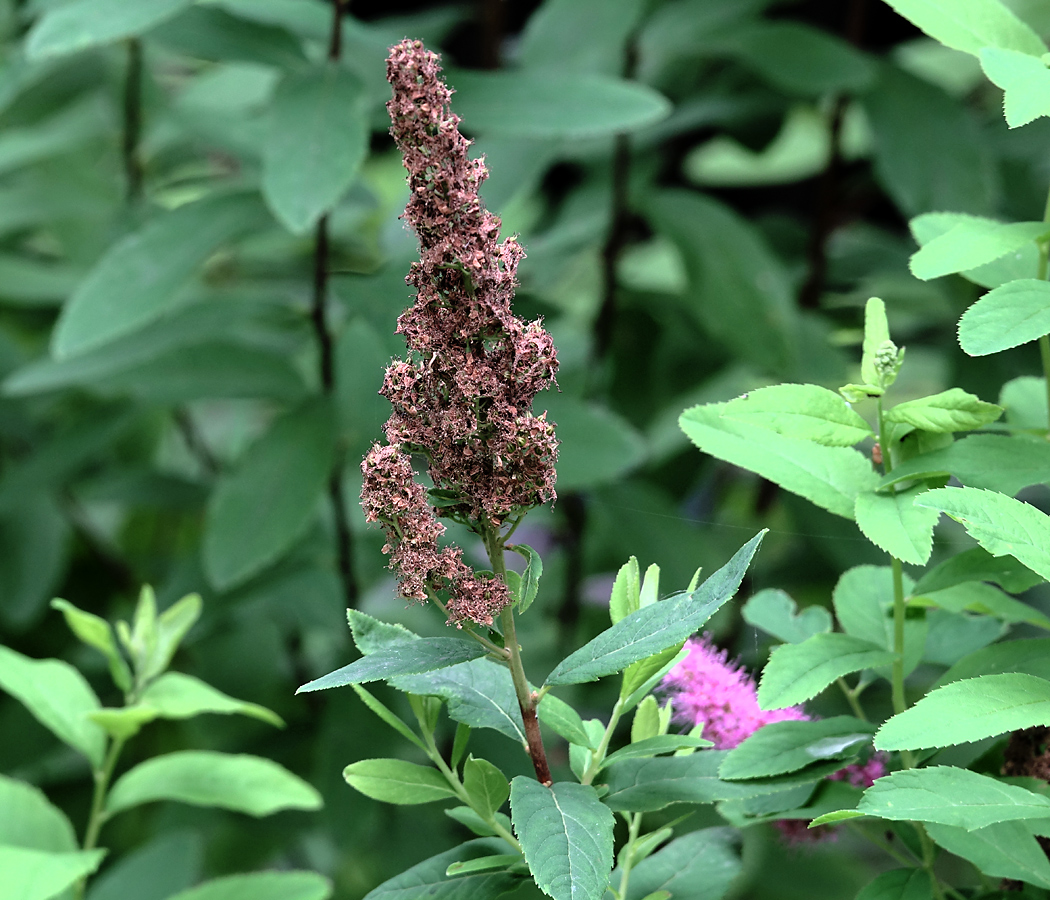 Image of Spiraea &times; billardii specimen.