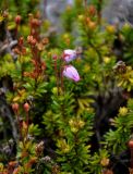 Phyllodoce caerulea. Верхушки побегов с цветками и плодами. Мурманская обл., Хибины, перевал Северный Чорргор, ≈ 1000 м н.у.м., осыпающийся каменистый склон. 10.08.2018.