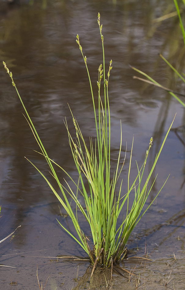 Изображение особи Carex canescens.