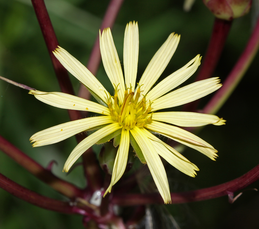 Изображение особи Scorzonera albicaulis.