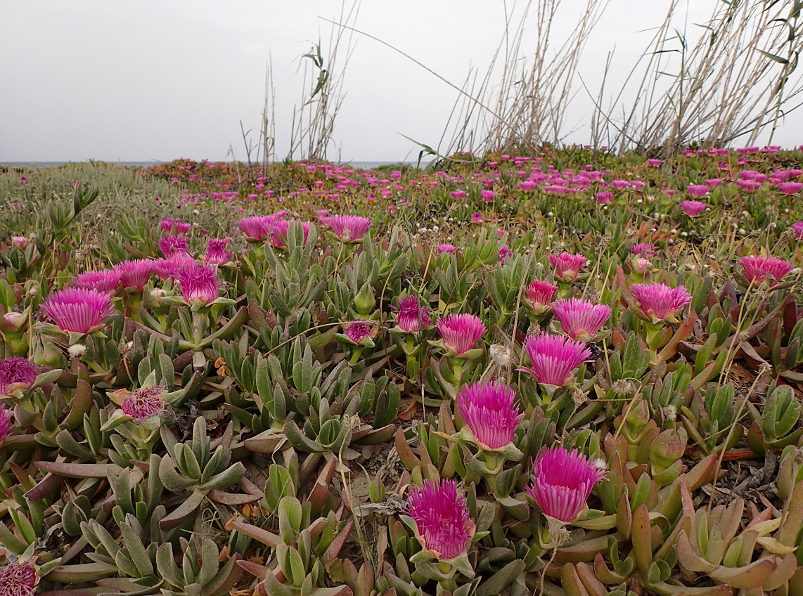 Image of Carpobrotus acinaciformis specimen.