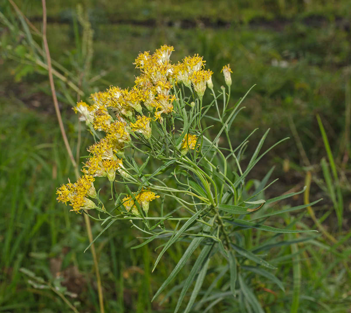 Image of Galatella biflora specimen.