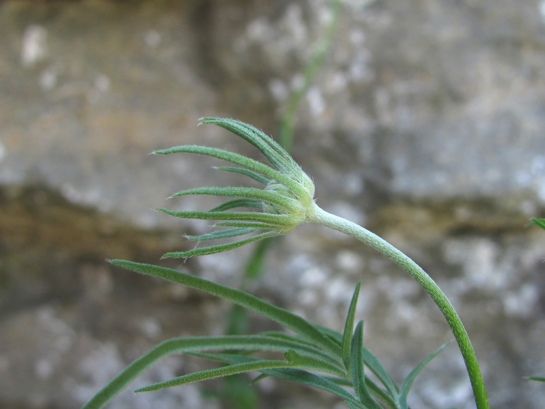 Изображение особи род Scabiosa.