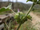 Malva multiflora